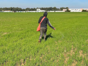 Les engrais de couverture dans la culture du blé : optimiser la nutrition en cours de cycle