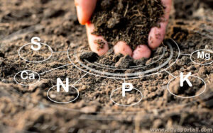 Les analyses du sol : un pilier fondamental pour réussir la culture du blé