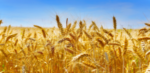 Le blé dur au Maroc : pilier stratégique de l’agriculture nationale